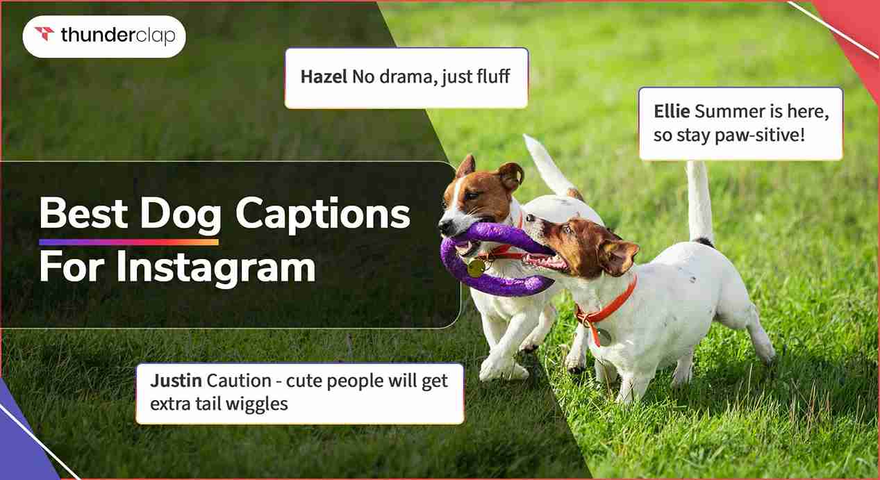 130+ Best Dog Captions For Instagram
